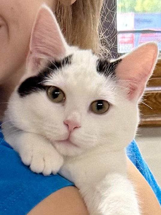 CAT - Oliver, Adoptable, Kitten Male Domestic Short Hair.