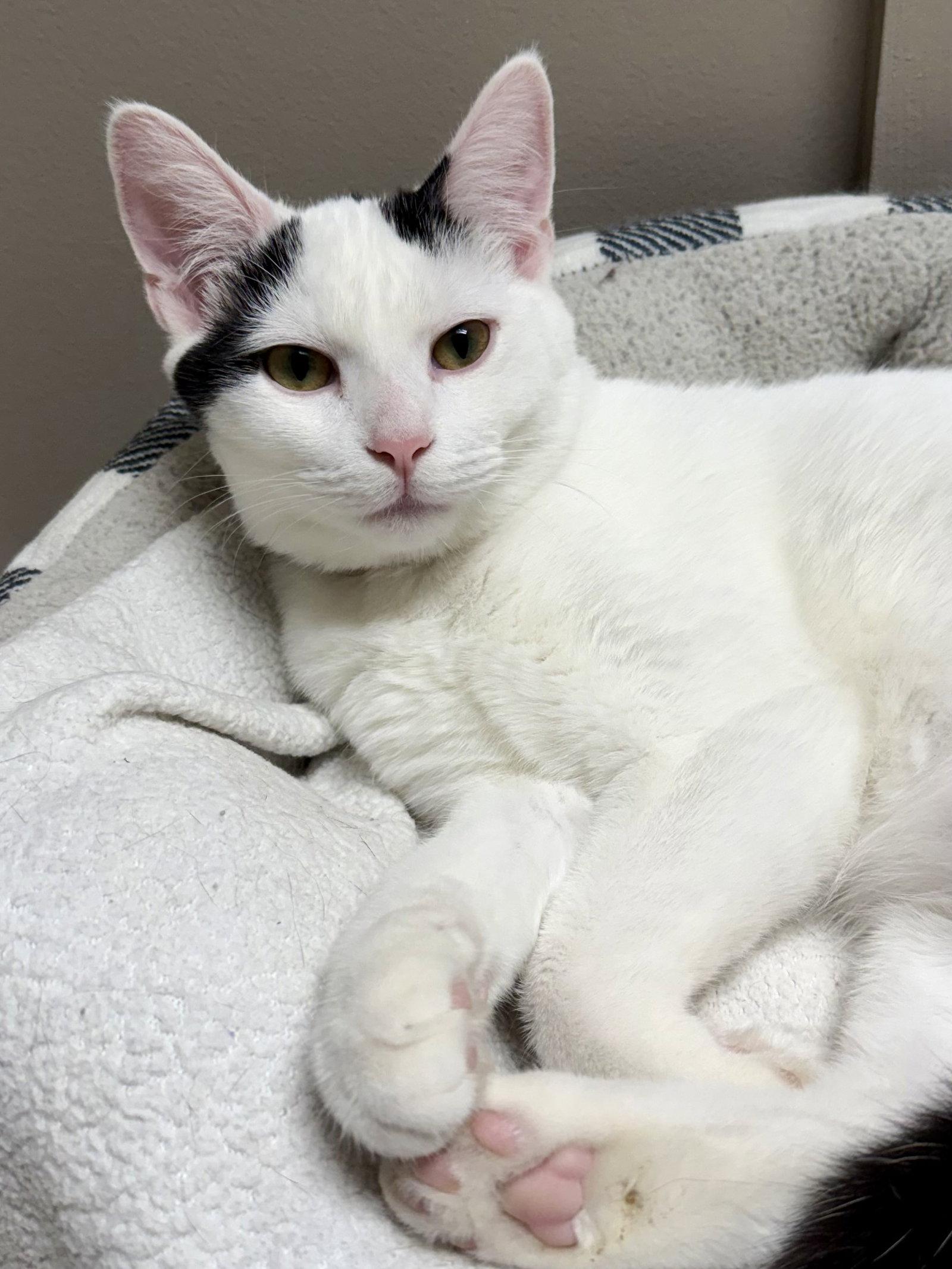 Enlarge CAT - Oliver, a Adoptable Domestic Short Hair in GILBERTS, IL image 3/3