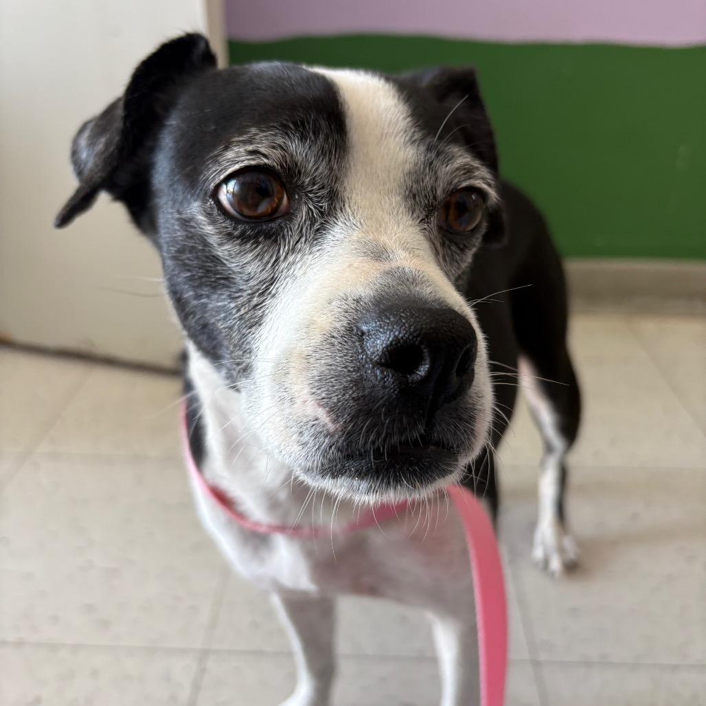 Enlarge Alana, a Adopted Mixed Breed in Fresno, CA image 3/5