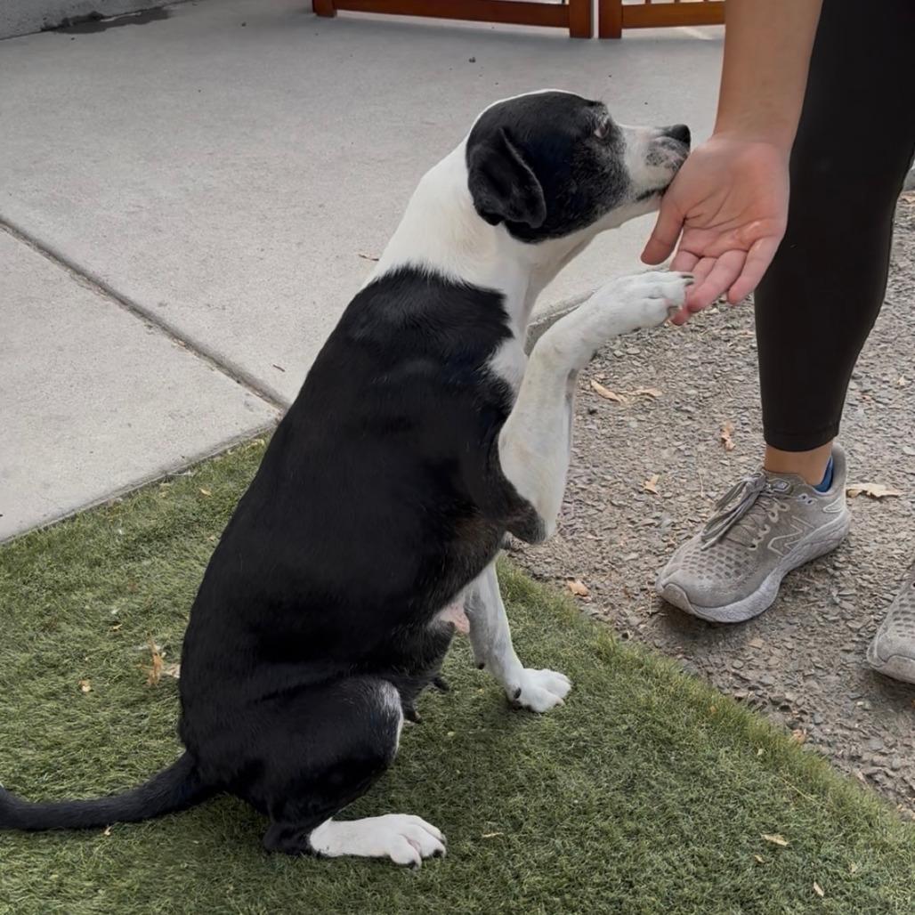 Enlarge Alana, a Adopted Mixed Breed in Fresno, CA image 4/5