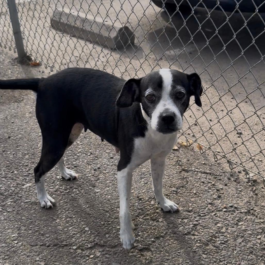 Enlarge Alana, a Adopted Mixed Breed in Fresno, CA image 5/5