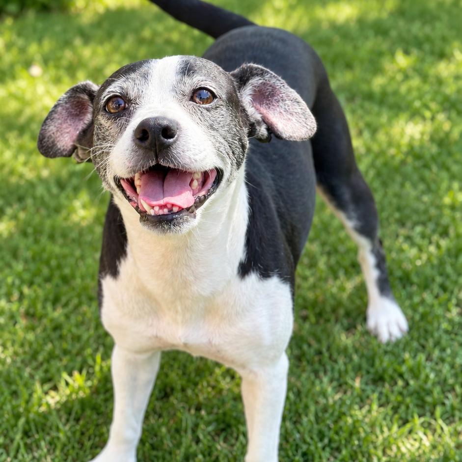 Enlarge Alana, a Adopted Mixed Breed in Fresno, CA image 2/5