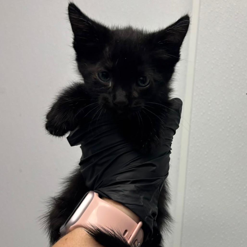 Rory, Adoptable, Kitten Female Domestic Short Hair.
