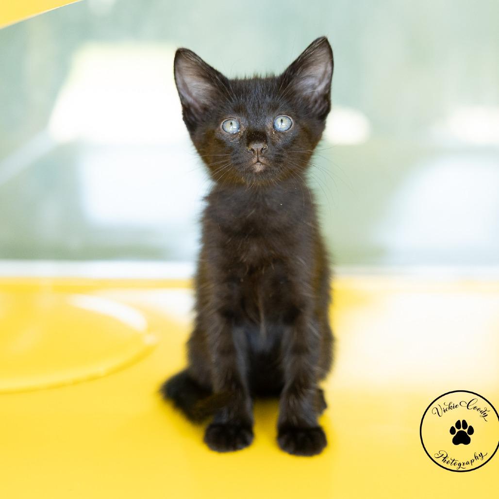 Enlarge Rory, a Adoptable Domestic Short Hair in Abilene, TX image 2/3