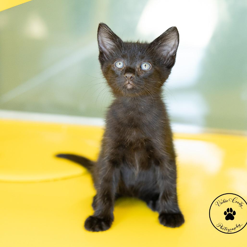 Enlarge Rory, a Adoptable Domestic Short Hair in Abilene, TX image 3/3