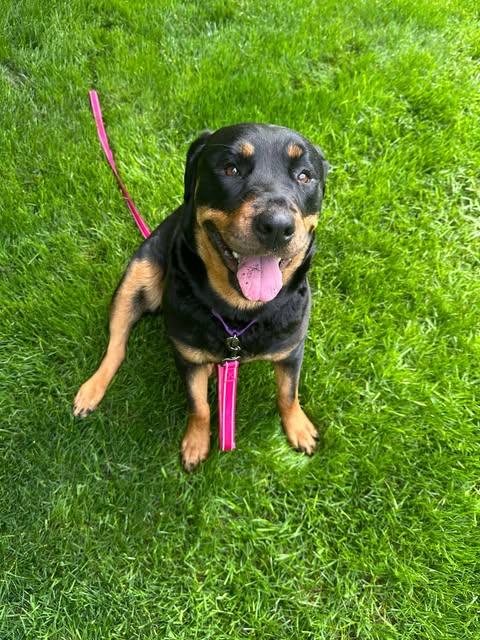 Hera, Adoptable, Adult Female Rottweiler.
