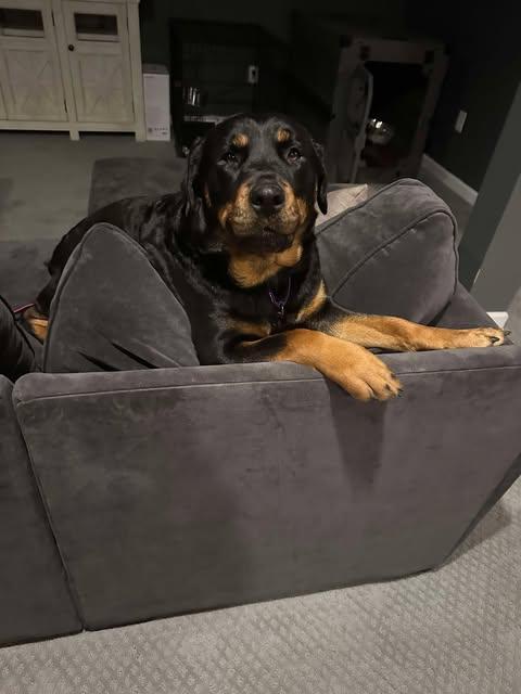 Hera, a Adoptable Rottweiler in Phoenix, NY image 3/3