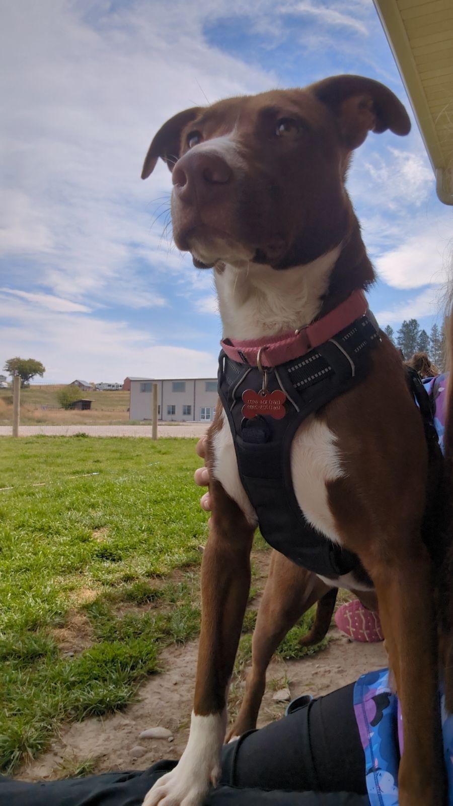Abby Lee Miller, a Adoptable mixed breed in Polson, MT image 1/3