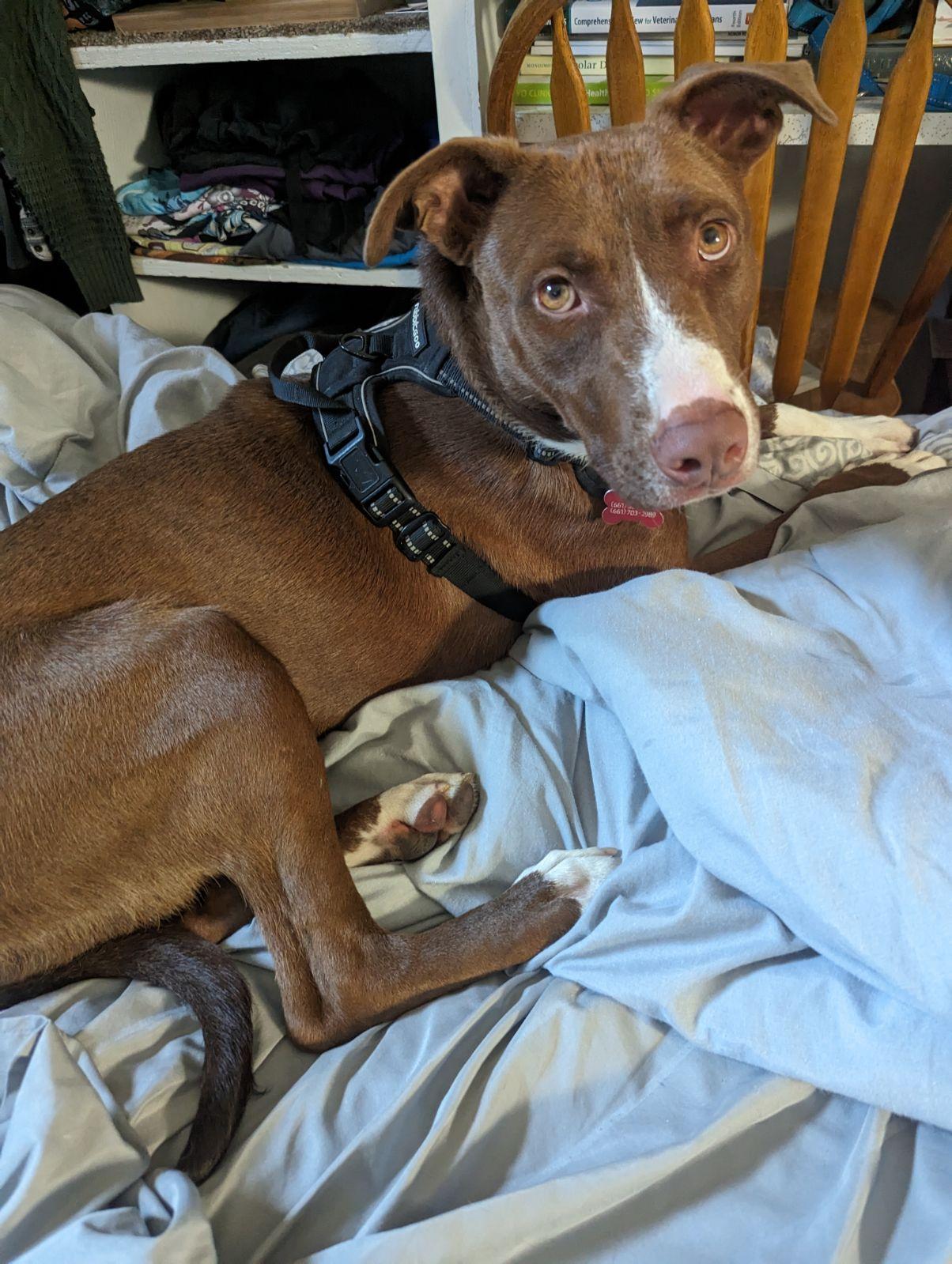 Abby Lee Miller, a Adoptable mixed breed in Polson, MT image 2/3