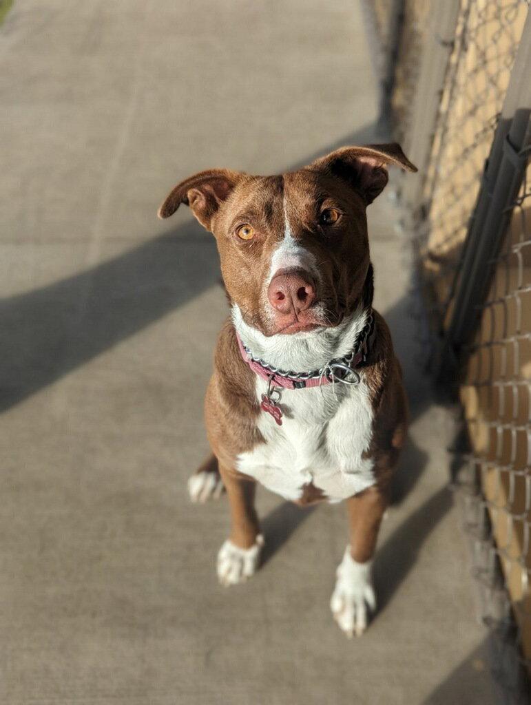 Abby Lee Miller, a Adoptable mixed breed in Polson, MT image 3/3
