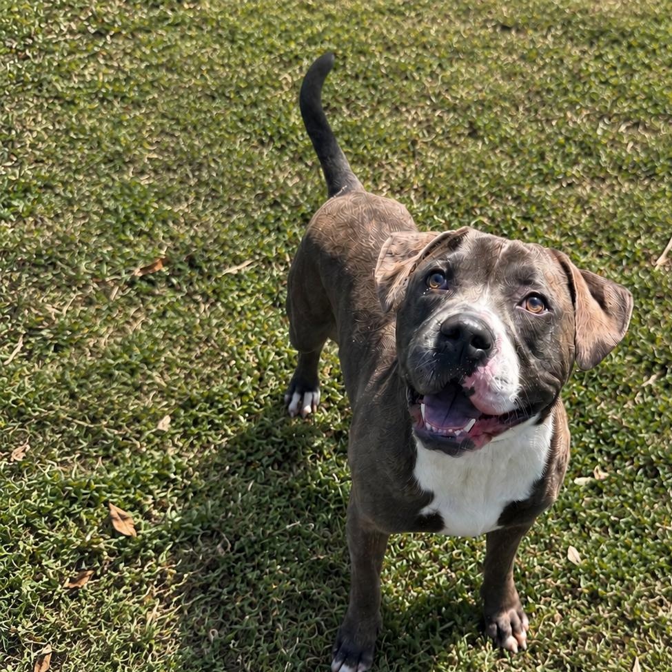 Enlarge Brunson, a ADOPTABLE Pit Bull Terrier in Jersey city, NJ image 1/1