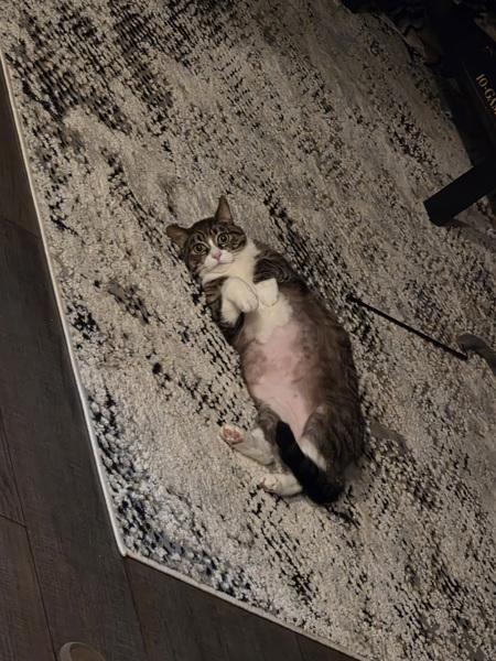 Enlarge Gilly, a Adoptable mixed breed in Oceanside, CA image 1/1