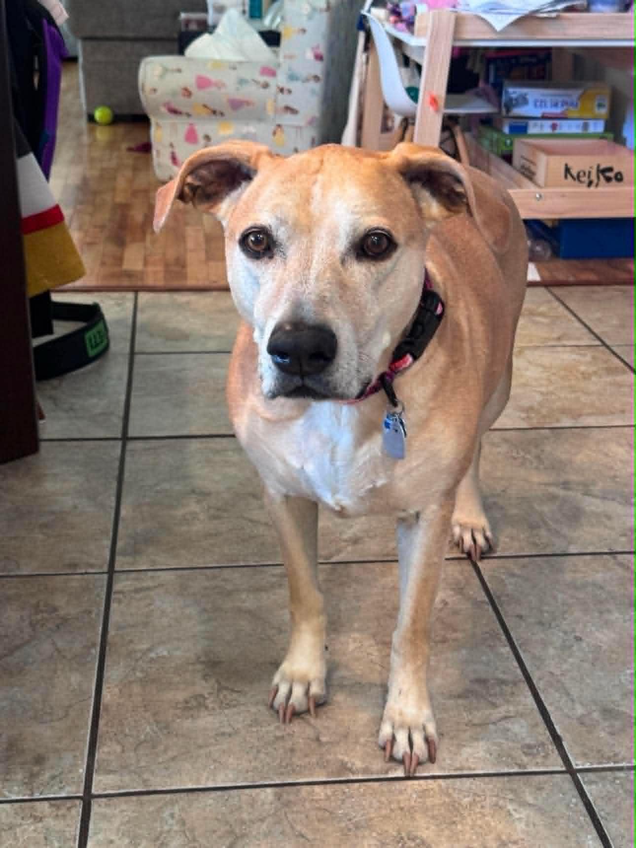 Dreamy, Adoptable, Senior Female Labrador Retriever & Pit Bull Terrier.