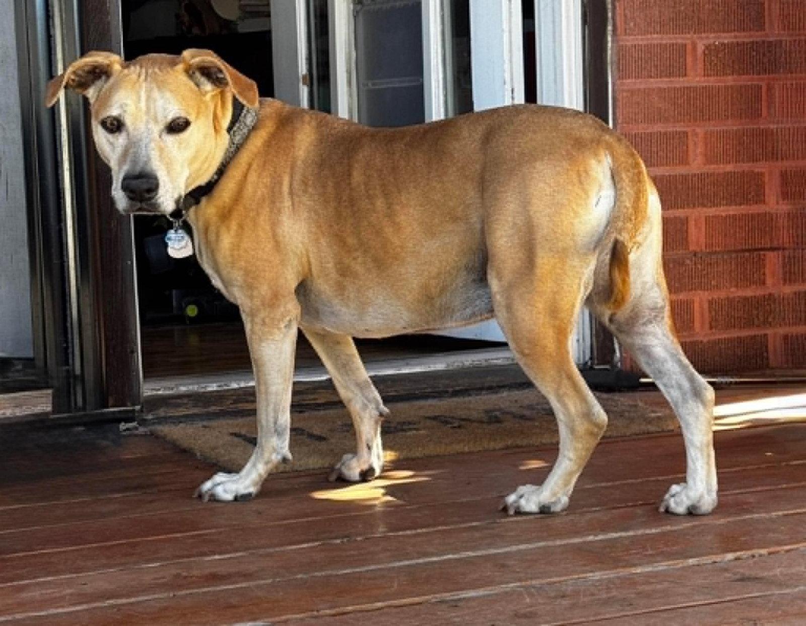 Dreamy, a Adoptable mixed breed in Salt Lake City, UT image 2/3