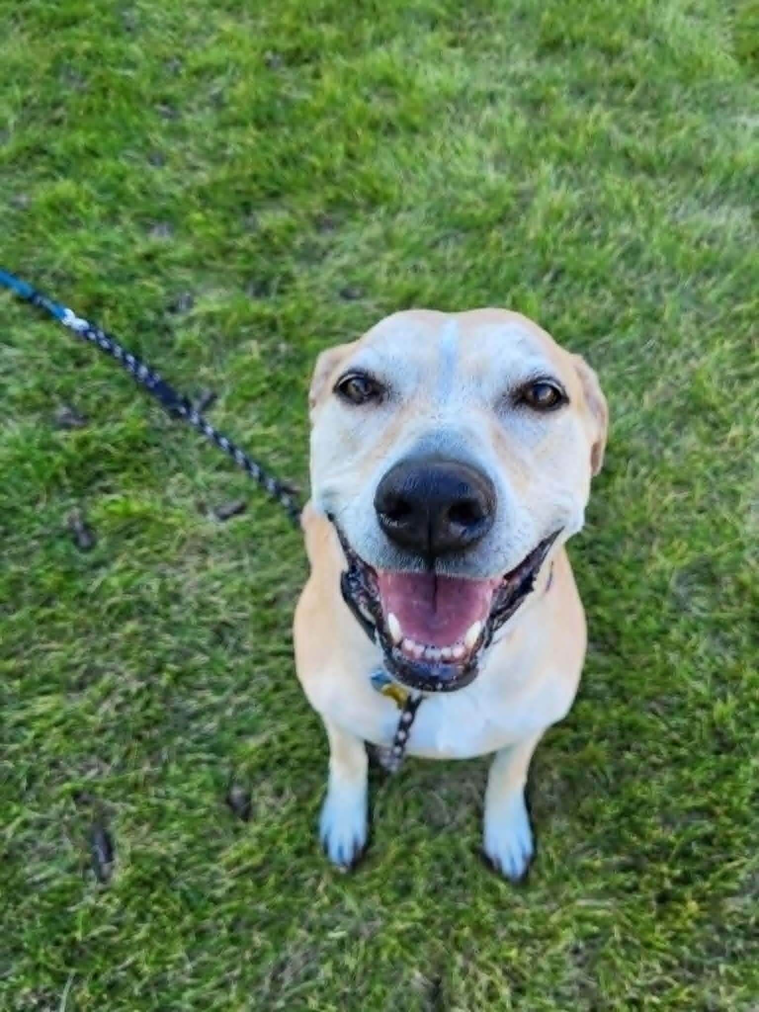 Dreamy, a Adoptable mixed breed in Salt Lake City, UT image 3/3