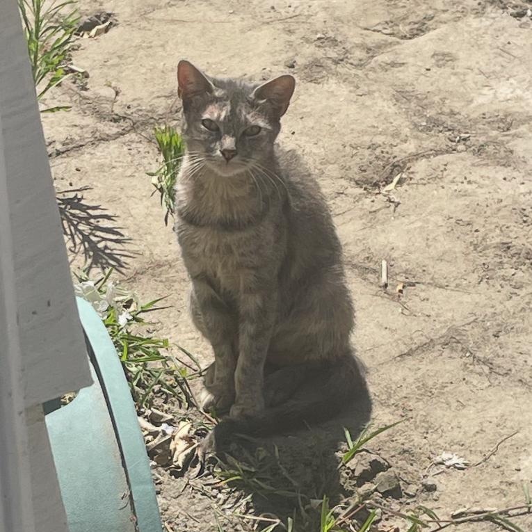 Gracie, Adoptable, Young Female Domestic Short Hair.