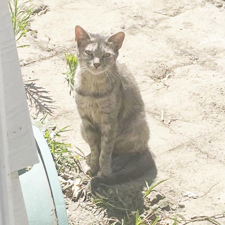Gracie, a Adoptable Domestic Short Hair in Huntington Beach, CA image 1/3