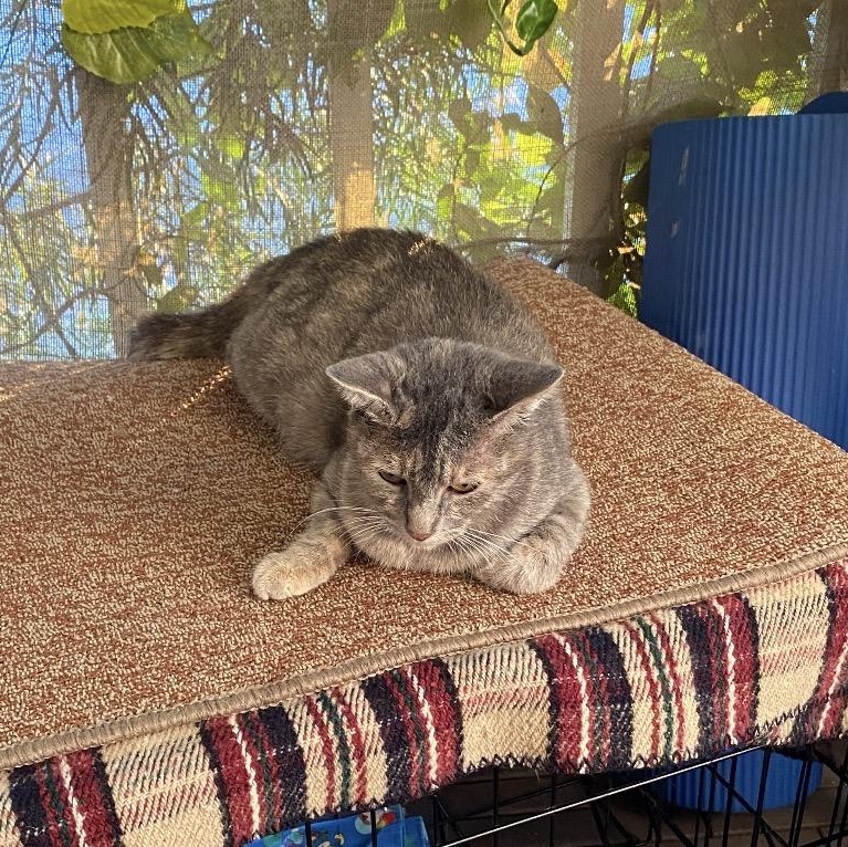 Gracie, a Adoptable Domestic Short Hair in Huntington Beach, CA image 2/3