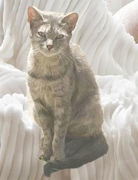 Gracie, a Adoptable Domestic Short Hair in Huntington Beach, CA image 3/3