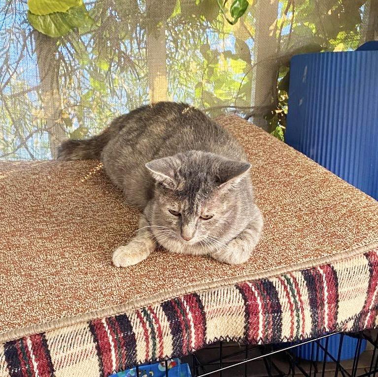 Gracie, Adoptable, Young Female Domestic Short Hair.