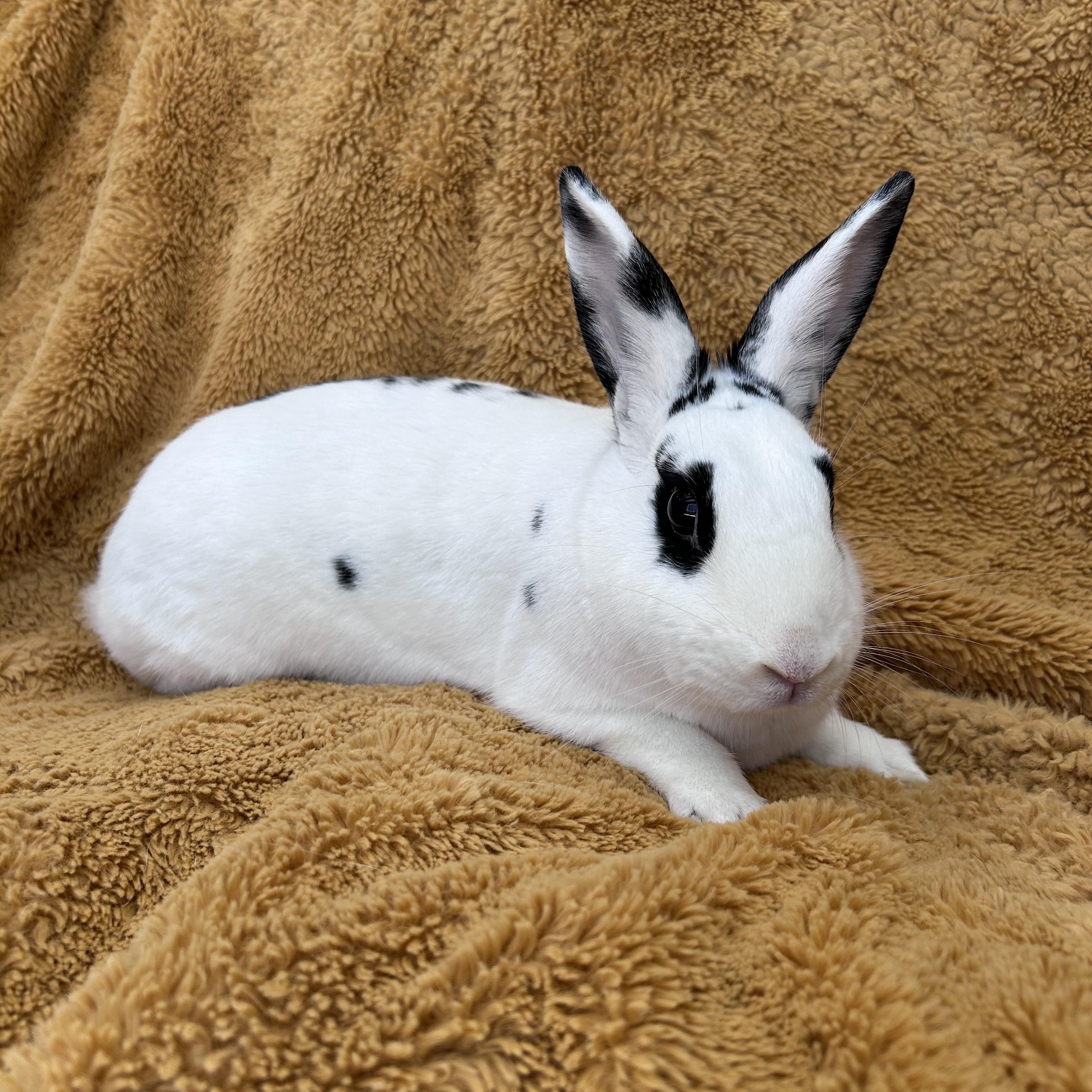 Bridget, Adult Female unknown