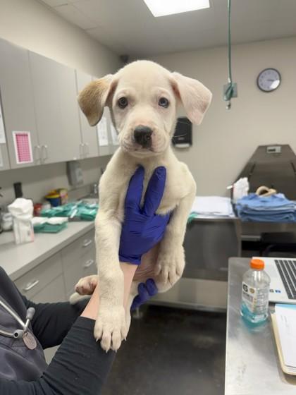 Enlarge Clover, a Adoptable mixed breed in Memphis, TN image 1/1