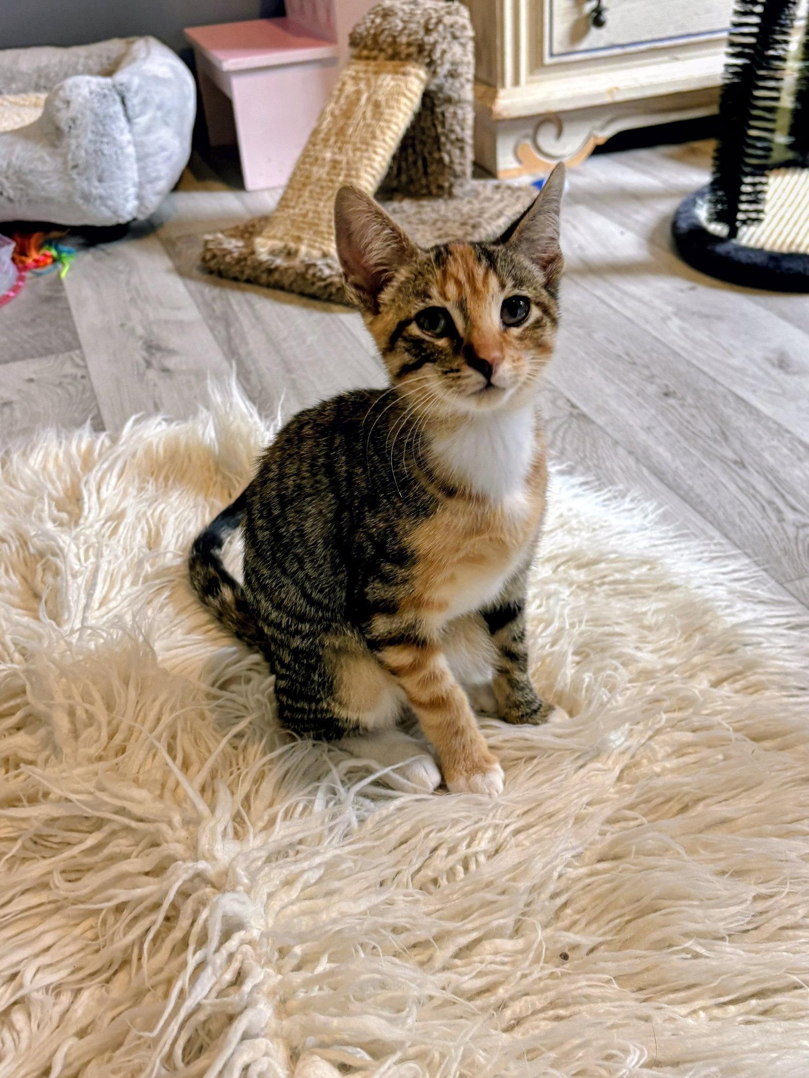 Daisy Kitten, Adoptable, Kitten Female Domestic Short Hair.