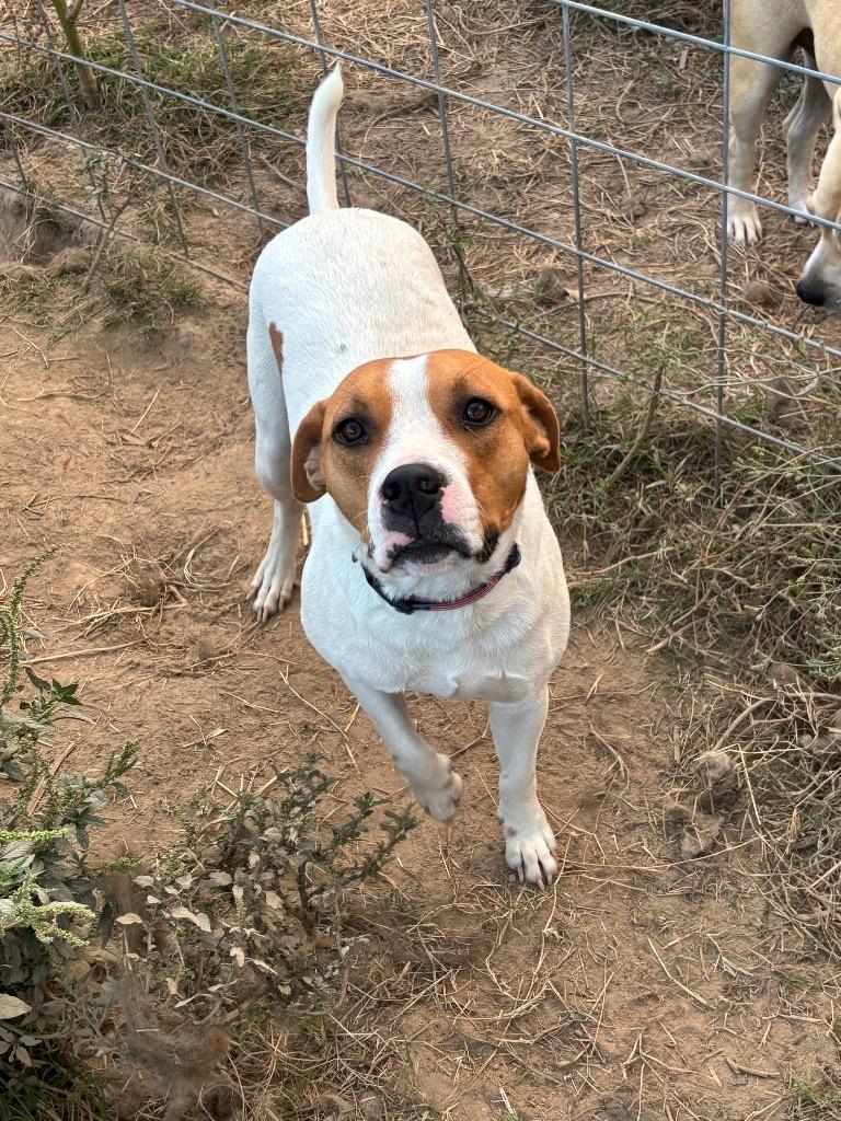 Skippy, Adoptable, Adult Male Hound & Mixed Breed.