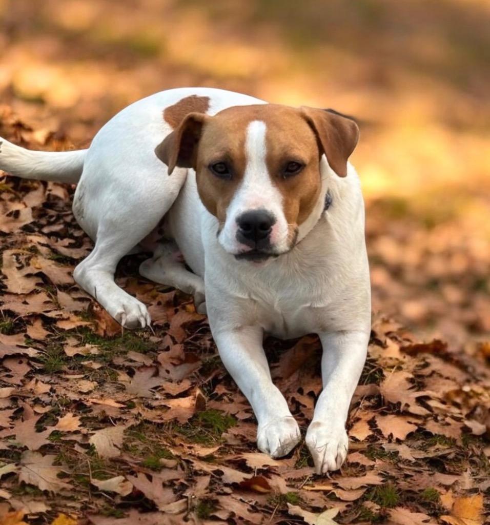 Enlarge Skippy, a Adoptable mixed breed in St. Francisville, LA image 3/3