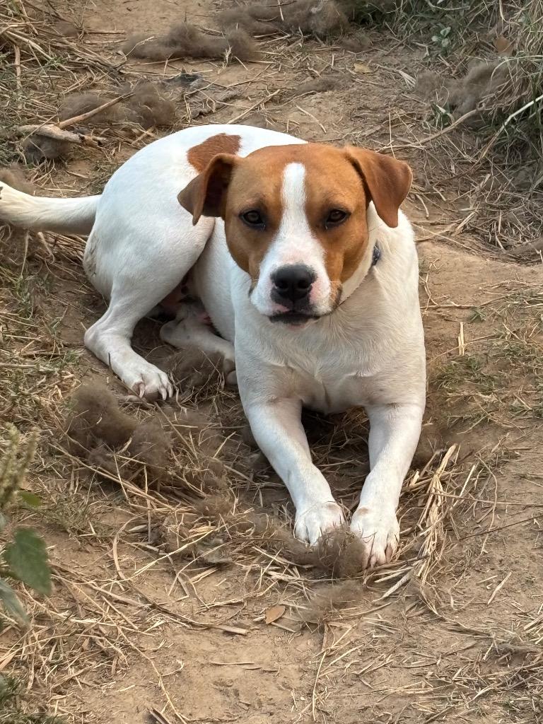 Skippy, a Adoptable mixed breed in St. Francisville, LA image 2/3