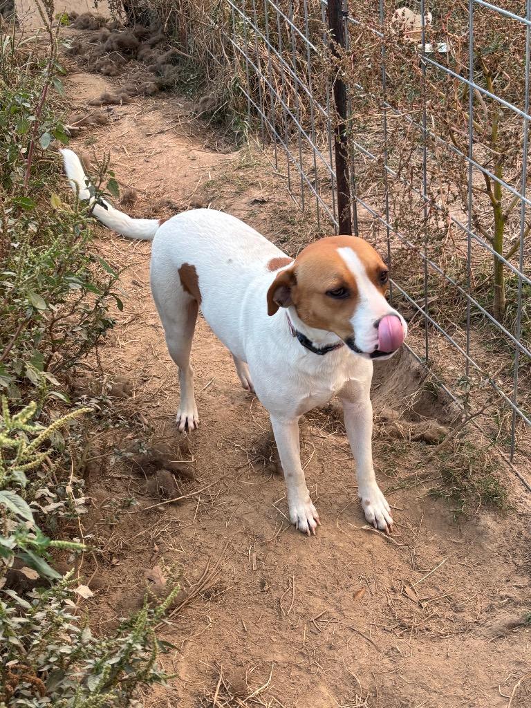 Skippy, a Adoptable mixed breed in St. Francisville, LA image 3/3