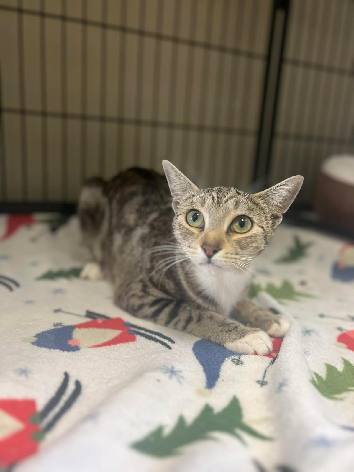 Crowley, Adoptable, Adult Female Domestic Short Hair.
