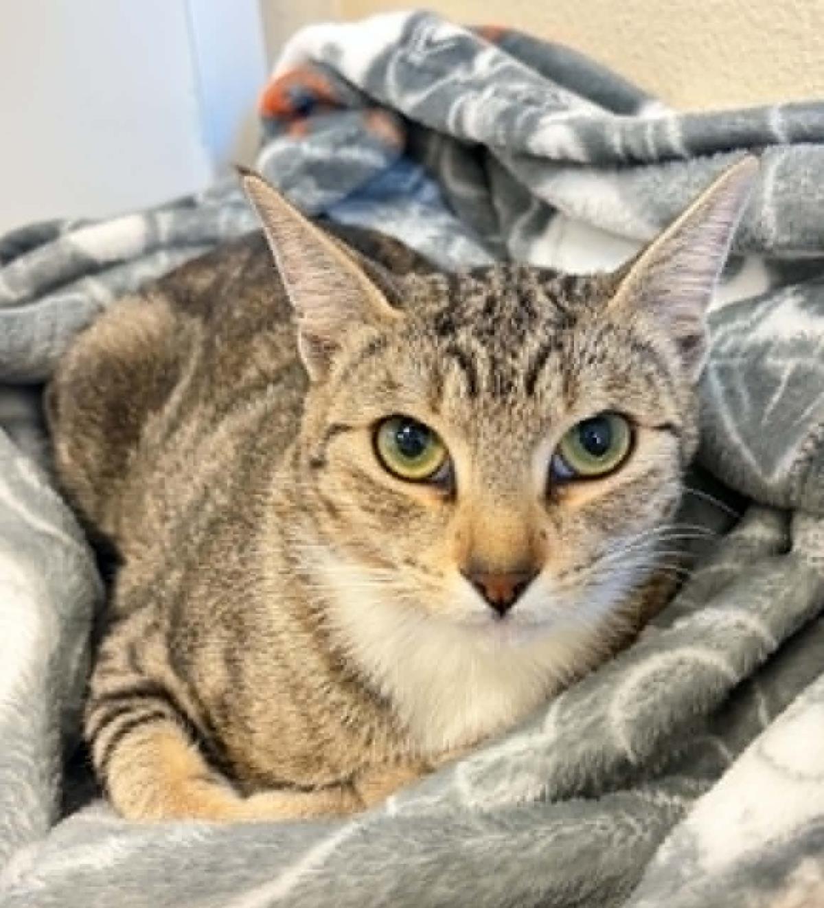 Enlarge Crowley, a Adoptable Domestic Short Hair in Rockwall, TX image 2/3