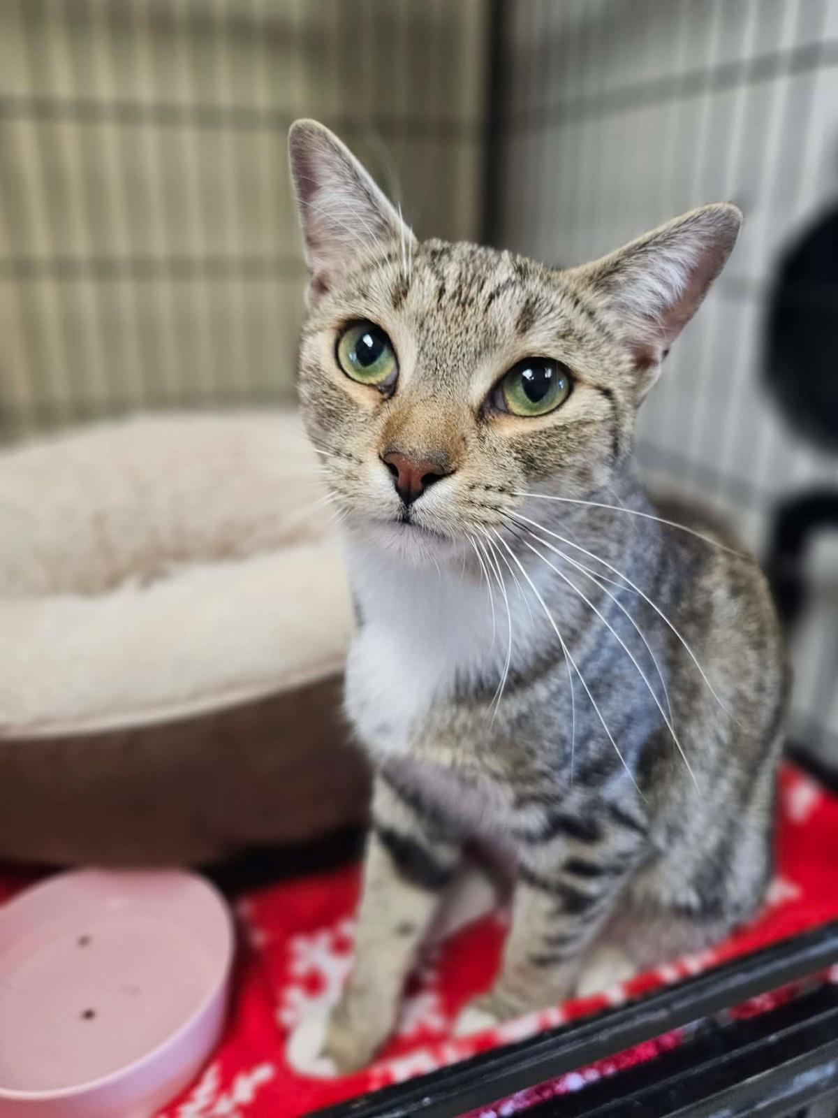 Enlarge Crowley, a Adoptable Domestic Short Hair in Rockwall, TX image 3/3