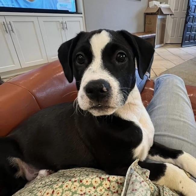 Emmy Pup - Rogen, Adoptable, Puppy Male Boxer & Terrier.