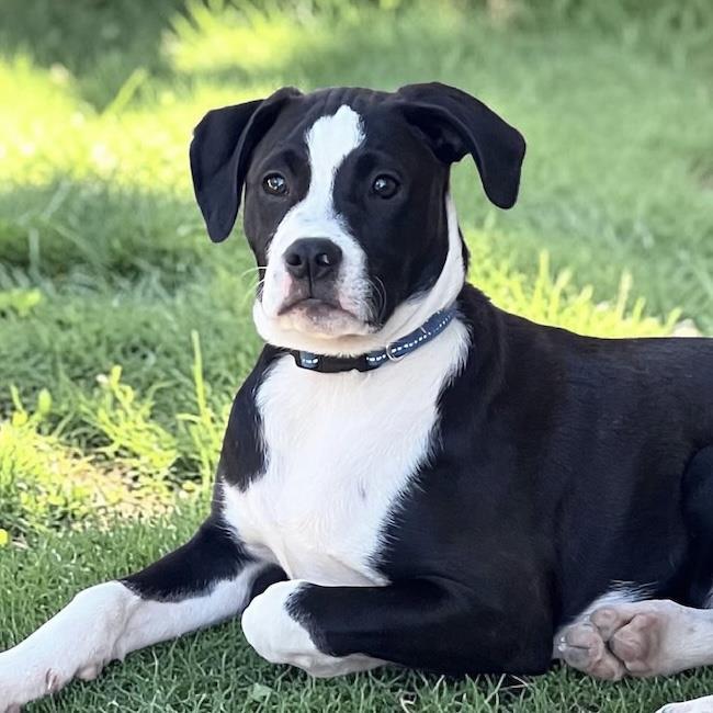 Enlarge Emmy Pup - Rogen, a Adoptable mixed breed in San Diego, CA image 2/3