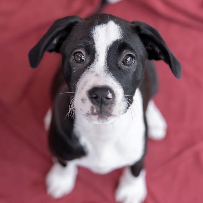 Enlarge Emmy Pup - Rogen, a Adoptable mixed breed in San Diego, CA image 3/3