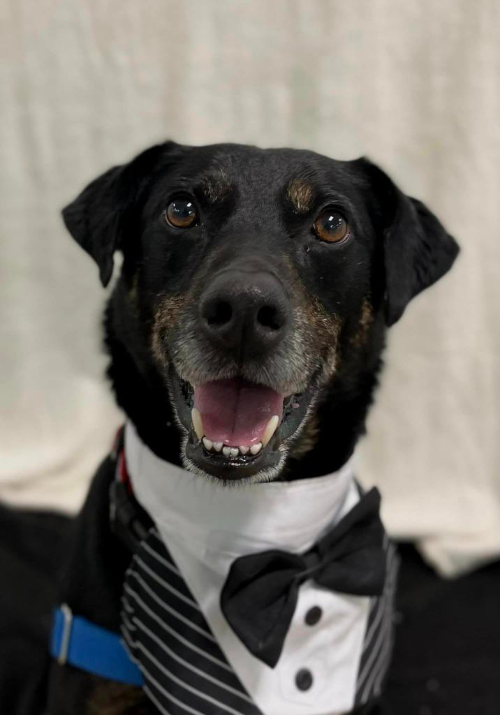 Parker, Adoptable, Senior Male Labrador Retriever.