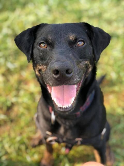 Parker, Adoptable, Senior Male Labrador Retriever.