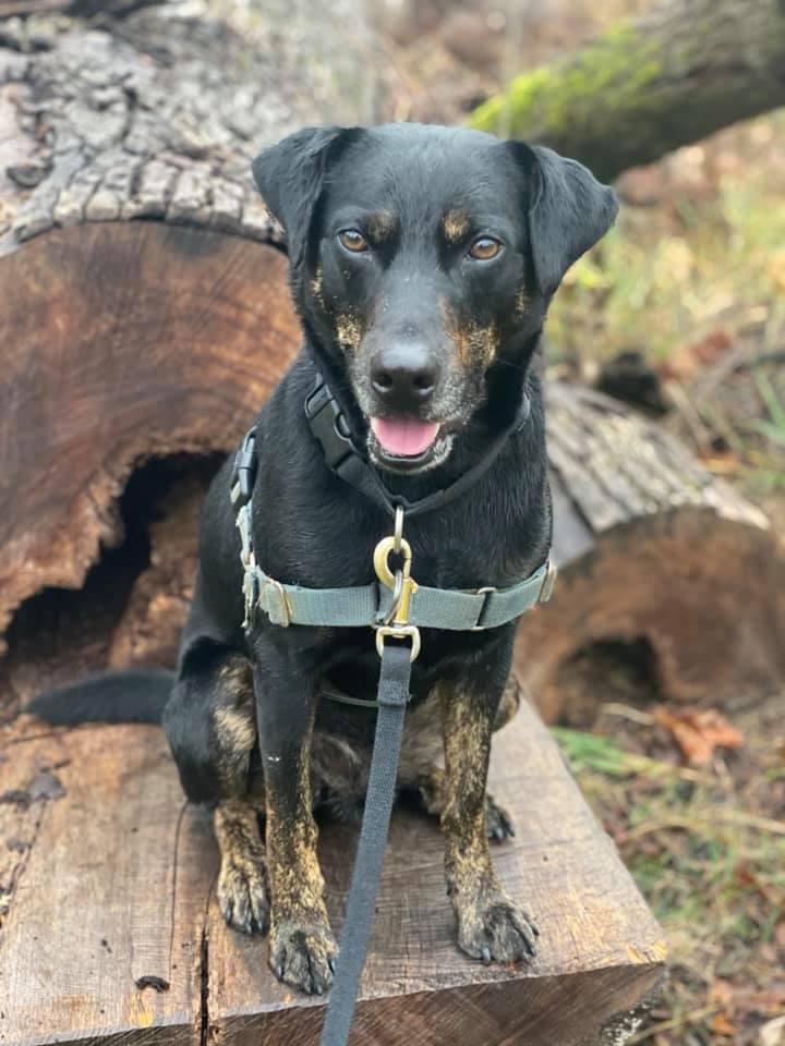 Enlarge Parker, a Adoptable mixed breed in Hamilton, OH image 3/4