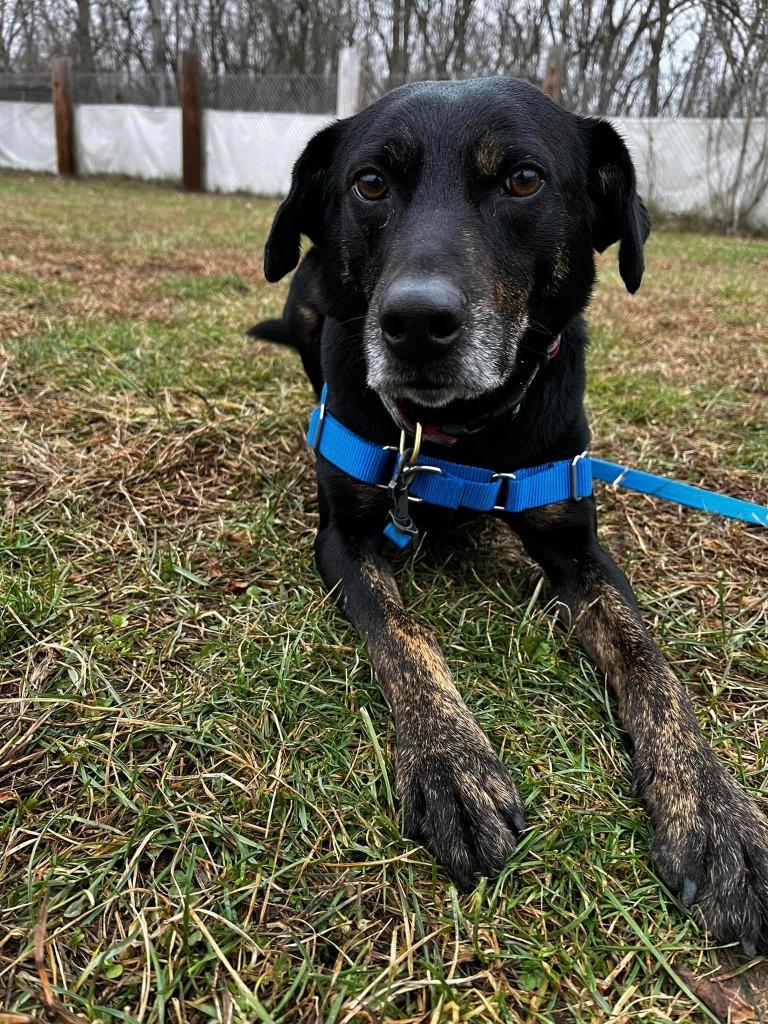 Enlarge Parker, a Adoptable mixed breed in Hamilton, OH image 4/4
