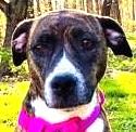 Ashley, a Adoptable mixed breed in Avon, IN image 1/2