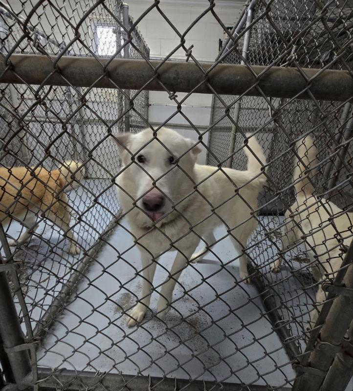 Big Boy ("B.B."/"Balto")), a Adopted mixed breed in Winston Salem, NC image 1/3