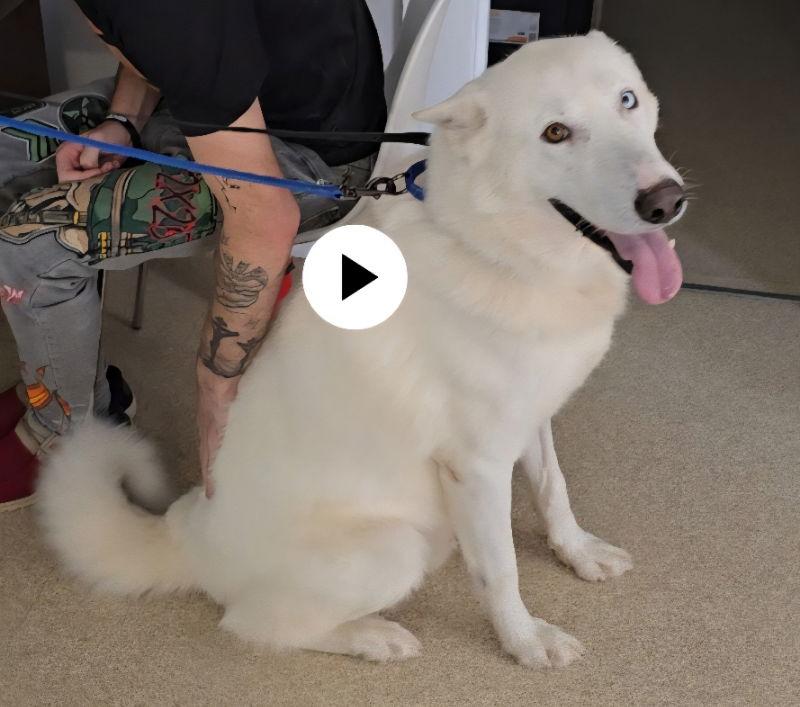 Big Boy ("B.B."/"Balto")), a Adopted mixed breed in Winston Salem, NC image 2/3