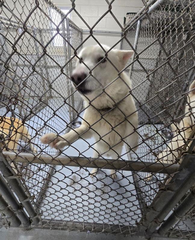 Big Boy ("B.B."/"Balto")), a Adopted mixed breed in Winston Salem, NC image 3/3