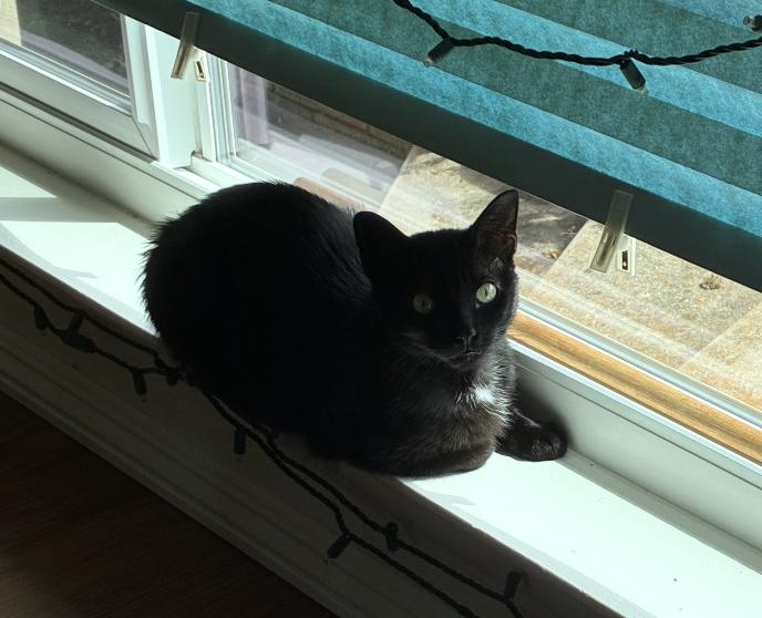 Morticia, Adoptable, Adult Female Domestic Short Hair.