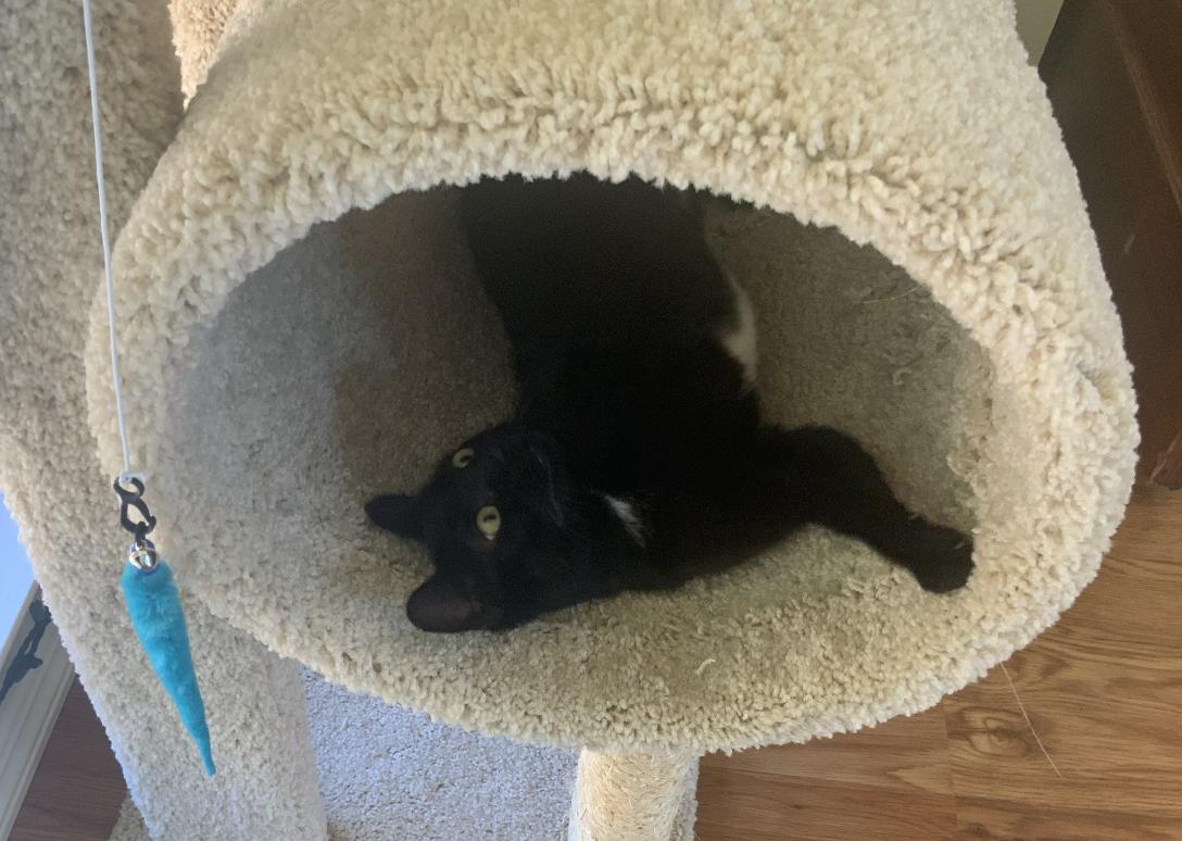 Morticia, a Adoptable Domestic Short Hair in San Luis Obispo, CA image 2/4