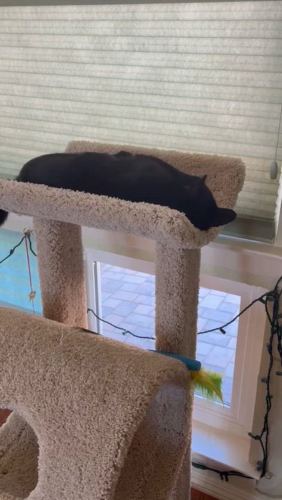 Enlarge Morticia, a Adoptable Domestic Short Hair in San Luis Obispo, CA video 4/4