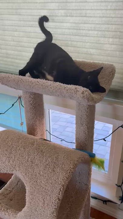 Enlarge Morticia, a Adoptable Domestic Short Hair in San Luis Obispo, CA video 3/4