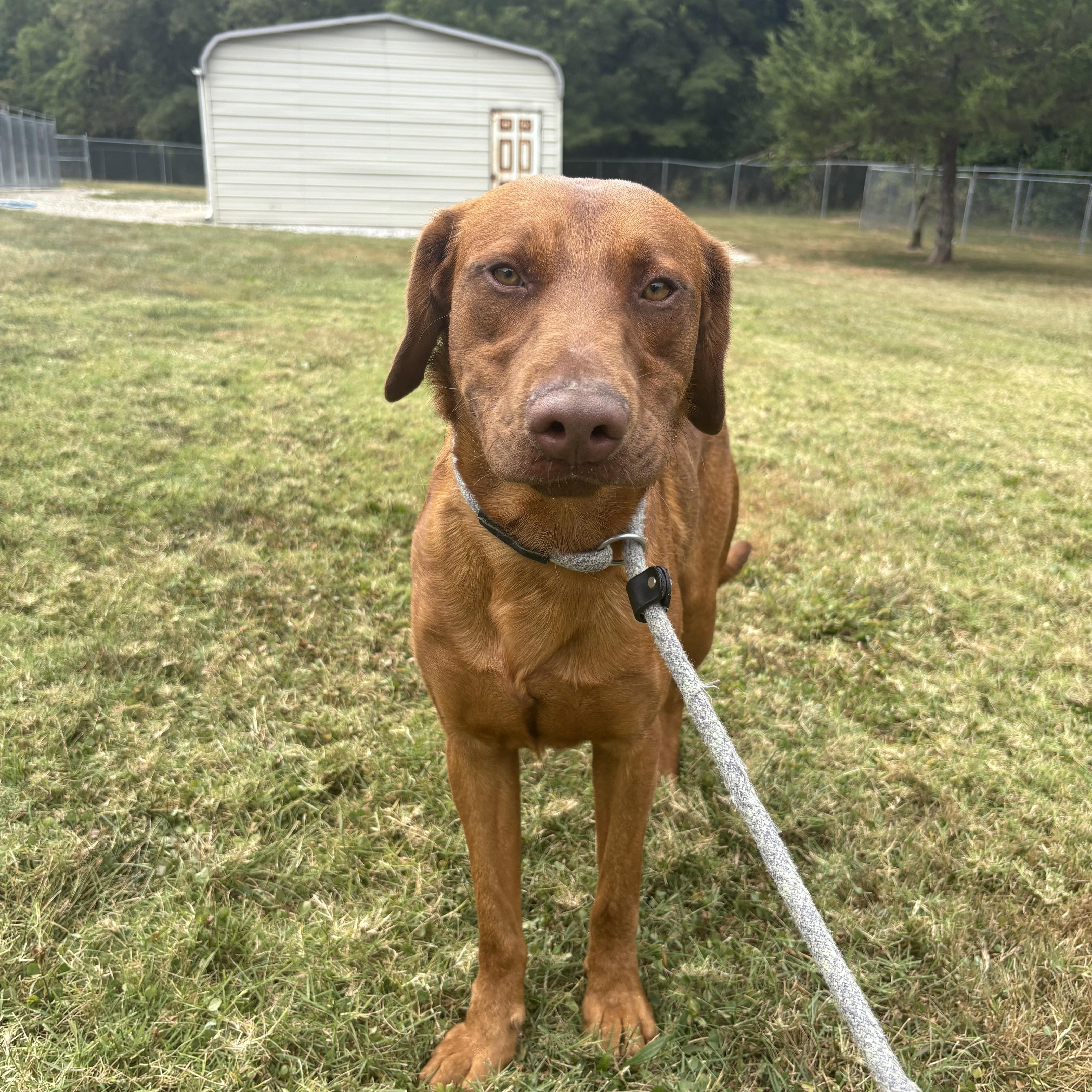 Enlarge Red, a Adoptable mixed breed in Godfrey, IL image 1/3
